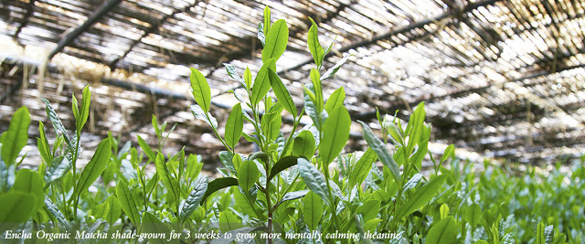 Encha Organic Matcha